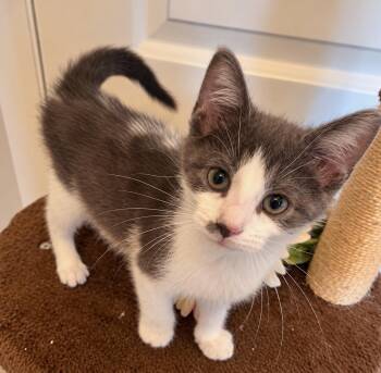 Fiona -  Domestic Short Hair Cat for Adoption in Wyandotte, Michigan - Fiona | PetCurious