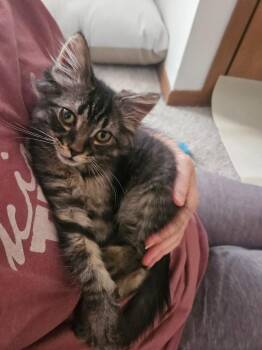 Checkers / Chess -  Domestic Short Hair Cat for Adoption in Minneapolis, Minnesota - Checkers / Chess | PetCurious