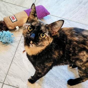 Domestic Short Hair Cats Available for Adoption in Brighton, Missouri - Tamara | PetCurious