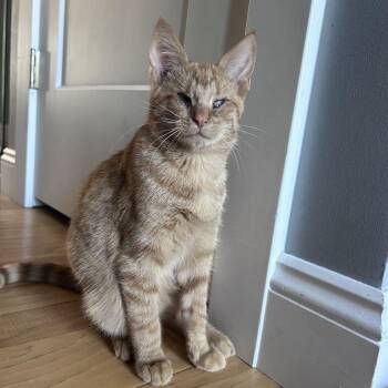Sug-Boog -  Domestic Short Hair Cat for Adoption in Davenport, Iowa - Sug-Boog | PetCurious