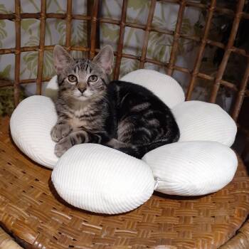 Kyle -  Domestic Short Hair Cat for Adoption in Pittsburgh, Pennsylvania - Kyle | PetCurious