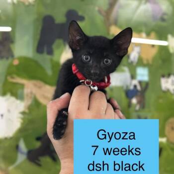 Gyoza -  Domestic Short Hair Cat for Adoption in Tampa, Florida - Gyoza | PetCurious