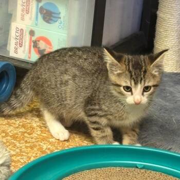 Mr. Pibb -  Domestic Short Hair Cat for Adoption in Chehalis, Washington - Mr. Pibb | PetCurious