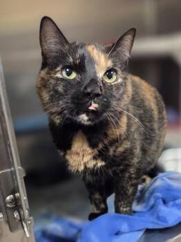 Cake -  Domestic Short Hair Cat for Adoption in Westland, Michigan - Cake | PetCurious