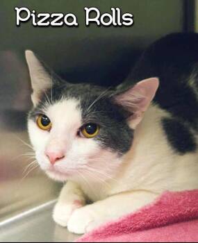 Domestic Short Hair Cats Available for Adoption in Blountville, Tennessee - Pizza Roll | PetCurious
