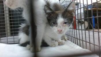 STELLA -  Domestic Short Hair Cat for Adoption in Doral, Florida - STELLA | PetCurious
