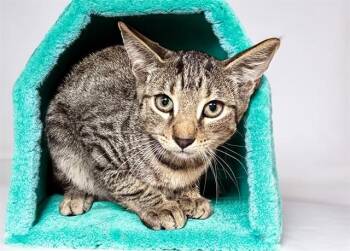 TIGER -  Domestic Short Hair Cat for Adoption in Fort Lauderdale, Florida - TIGER | PetCurious