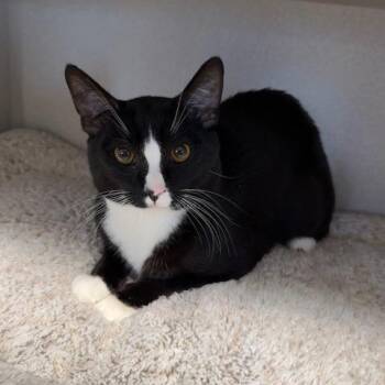 Domestic Short Hair Cats Available for Adoption - Baz | PetCurious