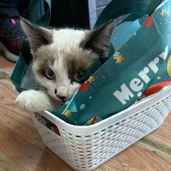 Domestic Short Hair and Snowshoe Cats Available for Adoption in Austin, Texas - Eloise | PetCurious