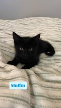 Muffin -  Domestic Short Hair Cat for Adoption in Crown Point, Indiana - Muffin | PetCurious