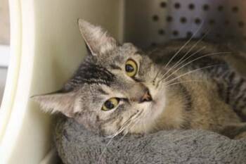 Domestic Short Hair Cats Available for Adoption in Kansas City, Missouri - Stanza | PetCurious