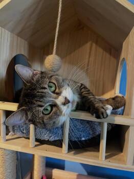 Domestic Short Hair Cats Available for Adoption in Lafayette, Colorado - Sweetpea | PetCurious