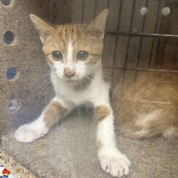 Stray Clay Thomas 4 -  Domestic Short Hair Cat for Adoption in Roxboro, North Carolina - Stray Clay Thomas 4 | PetCurious