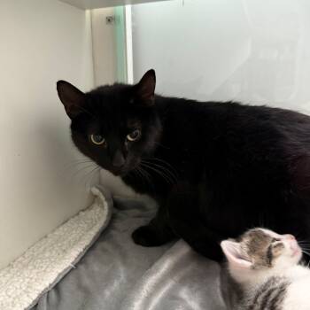 Rescue Domestic Short Hair Cats for Adoption in Branford, Connecticut - Bunnie | PetCurious