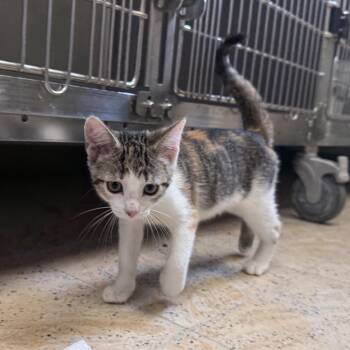 HONEYDEW -  Domestic Short Hair Cat for Adoption in La Crescent, Minnesota - HONEYDEW | PetCurious