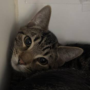 Hocus -  Domestic Short Hair Cat for Adoption in Naperville, Illinois - Hocus | PetCurious