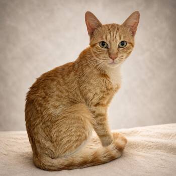 Tabby Cats Available for Adoption in Miami, Florida - Aoshima | PetCurious