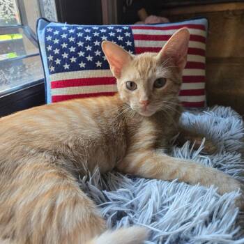 Mikey -  Domestic Short Hair Cat for Adoption in Houston, Texas - Mikey | PetCurious