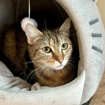 Sunshine -  Domestic Short Hair Cat Available for Adoption in Temecula, California - Sunshine | PetCurious