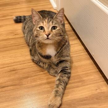 American Shorthair and Dilute Tortoiseshell Cats Available for Adoption in Mission Viejo, California - Chiqui | PetCurious