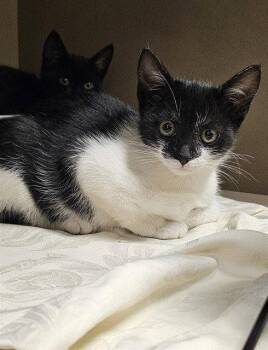 MARLENA -  Domestic Short Hair Cat for Adoption in Clyde, North Carolina - MARLENA | PetCurious