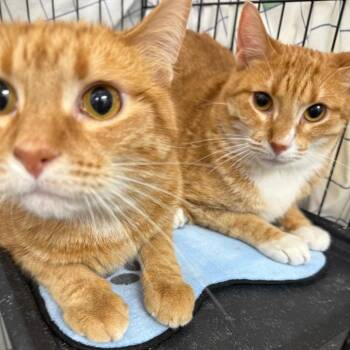 Domestic Short Hair Cats Available for Adoption - Colby | PetCurious