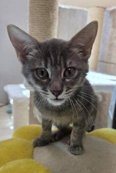 Romi -  Domestic Short Hair Cat for Adoption in INDN HBR BCH, Florida - Romi | PetCurious