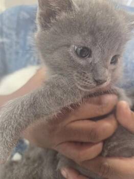 A800132 -  Domestic Short Hair Cat for Adoption in Louisville, Kentucky - A800132 | PetCurious