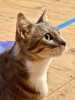 Brooks -  Domestic Short Hair Cat for Adoption in San Jose, California - Brooks | PetCurious