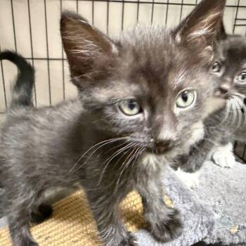 Domestic Short Hair Cats Available for Adoption in Gainesville, Florida - Coco Puff | PetCurious