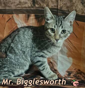 Rescue Domestic Medium Hair Cats for Adoption in Douglasville, Georgia - Mr. Bigglesworth | PetCurious