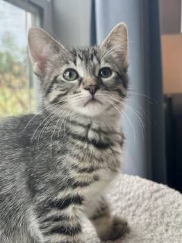 Muffin -  Domestic Short Hair Cat Available for Adoption in New Berlin, Wisconsin - Muffin | PetCurious