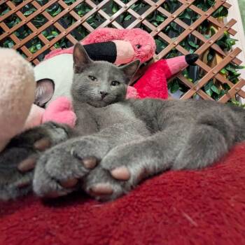 Templeton -  Domestic Short Hair Cat for Adoption in Grand Rapids, Michigan - Templeton | PetCurious