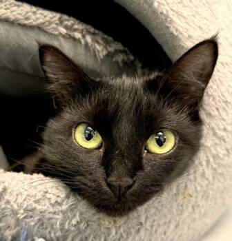 PHOENIX -  Domestic Short Hair Cat for Adoption in Fernandina Beach, Florida - PHOENIX | PetCurious