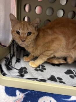 Pikachu (E31) -  Domestic Short Hair Cat for Adoption in Lafayette, Indiana - Pikachu (E31) | PetCurious