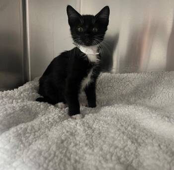 Domestic Short Hair Cats Available for Adoption - Bandit | PetCurious