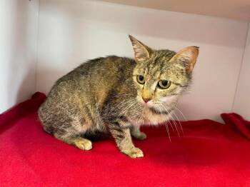 Lynx -  Domestic Short Hair Cat for Adoption in Bolivar, Missouri - Lynx | PetCurious