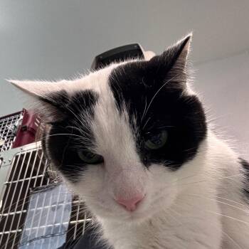 Harry -  Domestic Short Hair Cat for Adoption in Clearwater, Florida - Harry | PetCurious