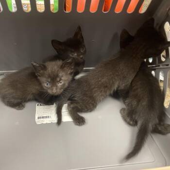 White -  Domestic Short Hair Cat for Adoption in Webster, Texas - White | PetCurious