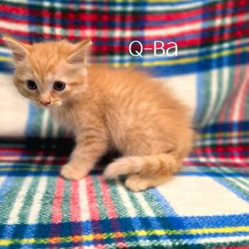 Q-Ba -  Domestic Medium Hair Cat for Adoption in Parkersburg, West Virginia - Q-Ba | PetCurious