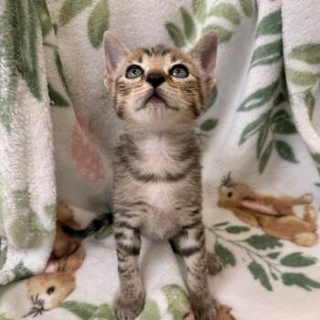 Hendricks -  Domestic Short Hair Cat for Adoption in Auburn, Alabama - Hendricks | PetCurious