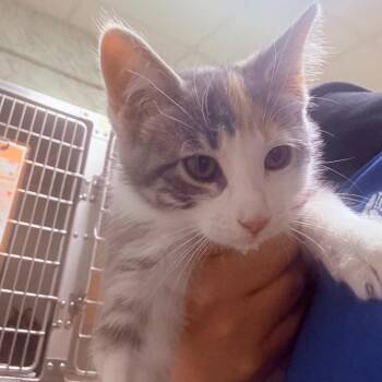 Joni -  Domestic Short Hair Cat for Adoption - Joni | PetCurious