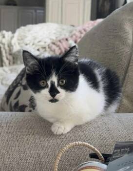 Rescue Domestic Short Hair Cats for Adoption in Union Grove, Wisconsin - Muffin | PetCurious