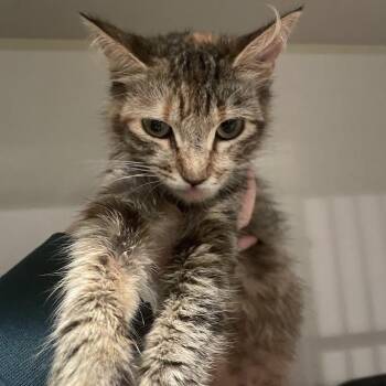 1173-C26 -  Domestic Medium Hair Cat for Adoption in Port Charlotte, Florida - 1173-C26 | PetCurious