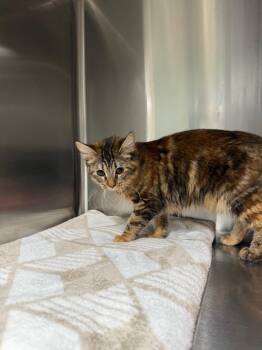 Meowisha -  Domestic Long Hair Cat for Adoption in Twentynine Palms, California - Meowisha | PetCurious