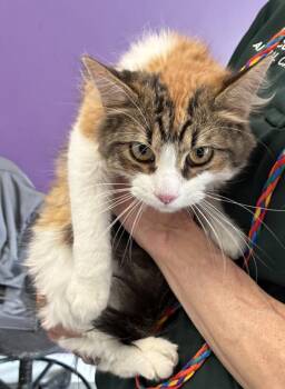 Domestic Long Hair Cats Available for Adoption in Salt Lake City, Utah - Novi | PetCurious