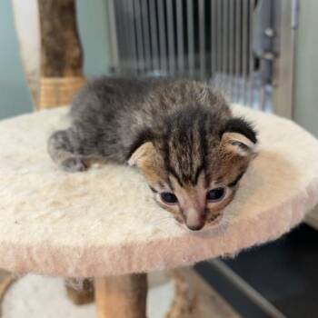 Super Duper Cat -  Domestic Short Hair Cat for Adoption in Livingston, Texas - Super Duper Cat | PetCurious