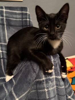 Rescue Domestic Short Hair Cats for Adoption in Lincoln, California - GPS | PetCurious