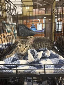 Concord Grape Jelly -  Domestic Short Hair Cat for Adoption in Gonzales, Louisiana - Concord Grape Jelly | PetCurious