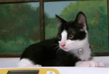 WILMA -  Domestic Short Hair Cat for Adoption in Houston, Texas - WILMA | PetCurious